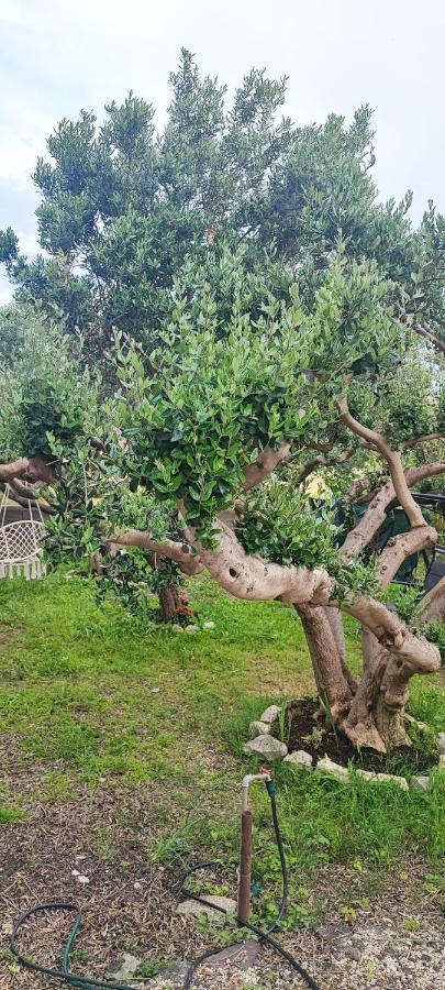 فيلا Apartman Duce Milka المظهر الخارجي الصورة